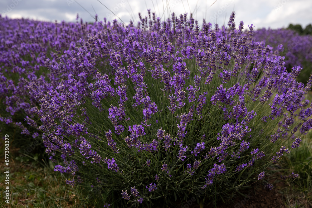 Naklejka premium A close-up view of lavender flowers growing in the countryside. Ontario, Canada. 