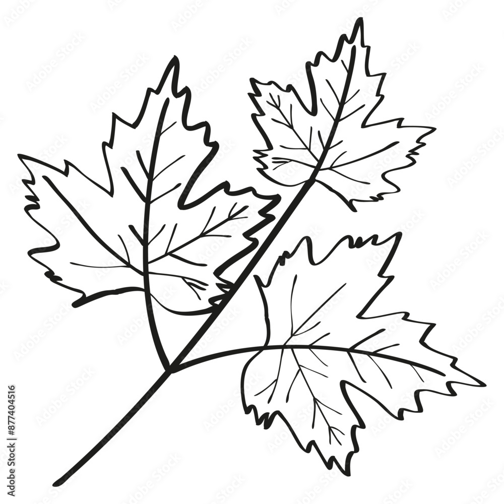 Obraz premium Autumn summer sprout maple plant sprout with leaves drawn with one black line outline for decoration pattern. Flat doodle style. Vector illustration.