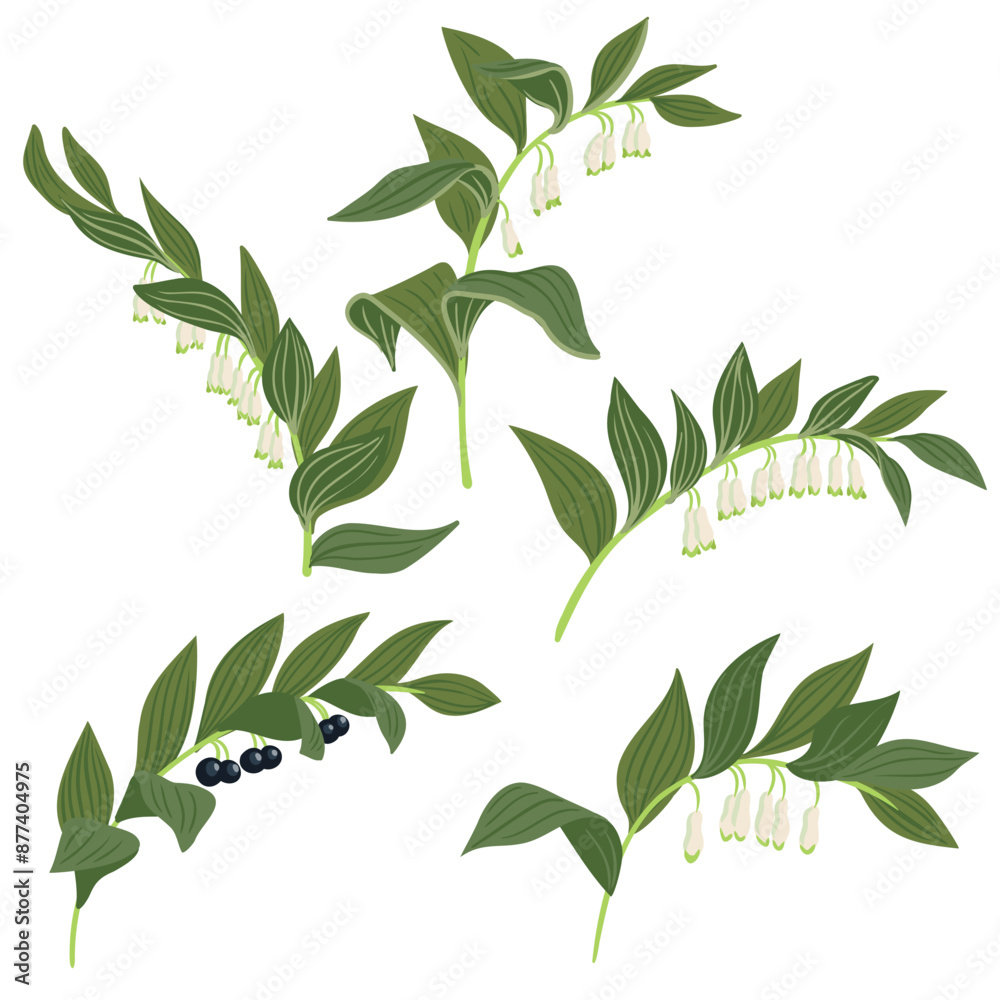 angular Solomon's seal, forest flower, vector drawing wild plants at white background, Polygonatum odoratum,floral element, hand drawn botanical illustration angular Solomon's seal, forest flower, vector drawing wild plants at white background, Polygonatum odoratum,floral element, hand drawn botanical illustration