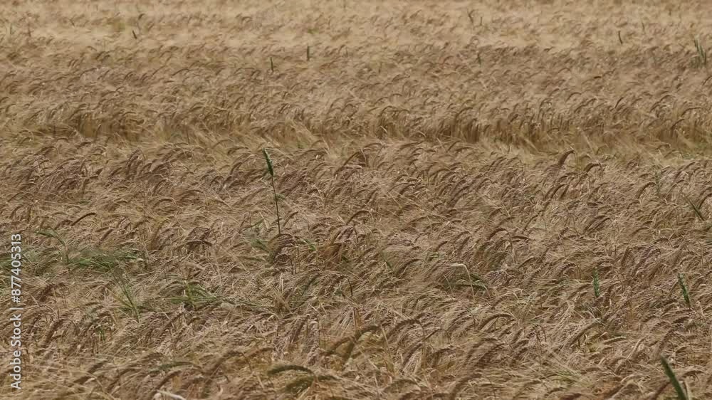 Hirtshals, Denmark A field of wheat growing in the wind. Hirtshals, Denmark A field of wheat growing in the wind.