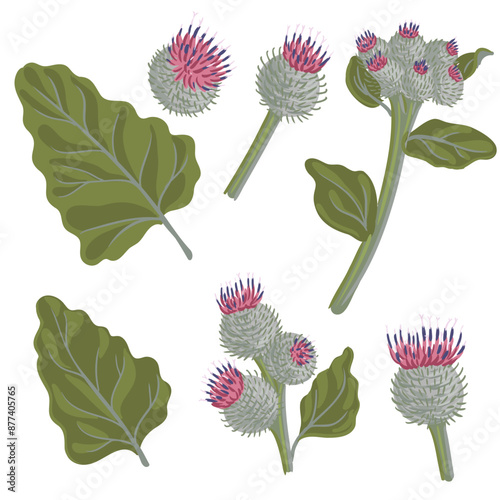 woolly burdock, field flower, vector drawing wild plants at white background,Arctium tomentosum ,floral element, hand drawn botanical illustration photo