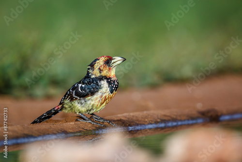 Crested Barbet standing along waterhole in Kruger National park, South Africa ; Specie Trachyphonus vaillantii family of Ramphastidae photo