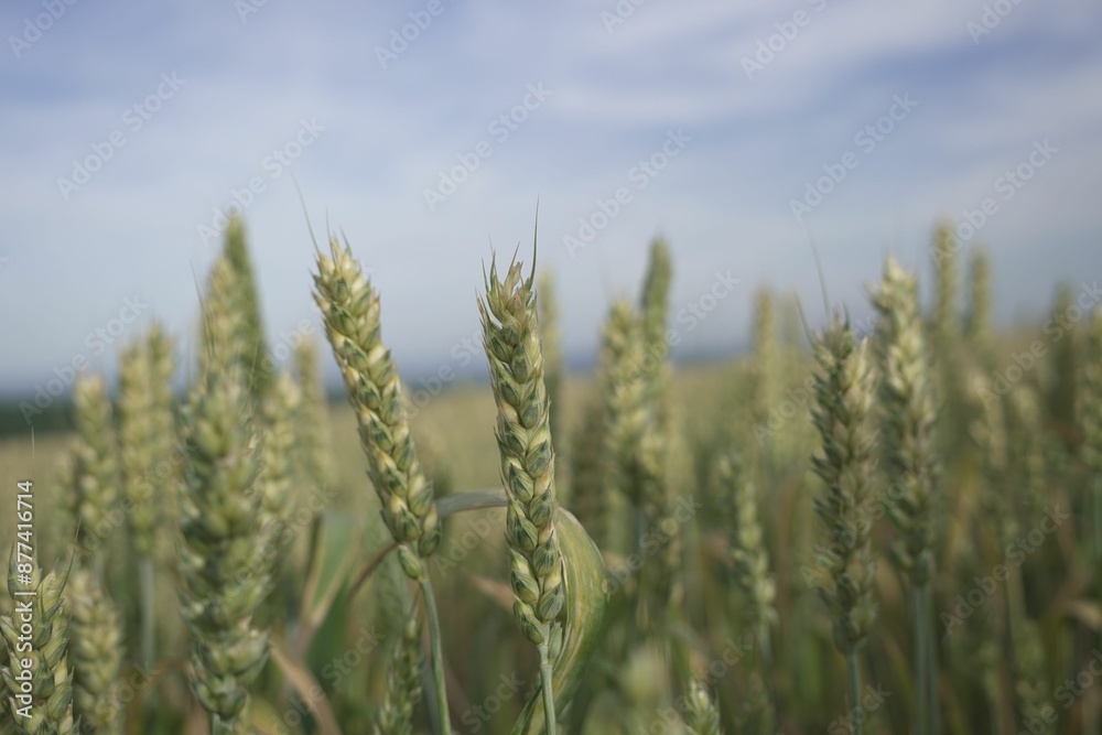 Wheat field with crops in close up Wheat field with crops in close up