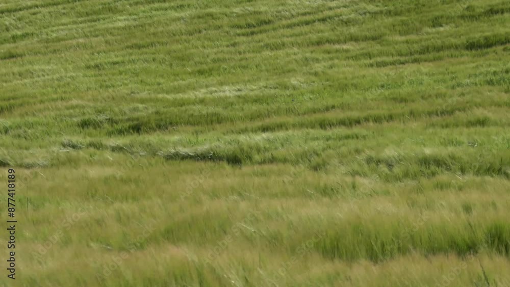 Hirtshals, Denmark Green fields of wheat blowing in the wind. Hirtshals, Denmark Green fields of wheat blowing in the wind.