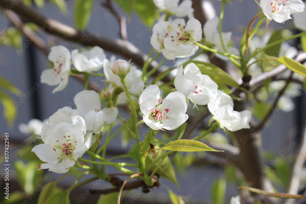 Fototapeta premium Pear Blooming Petals in Botanical Garden. Flora and Organic Growth.