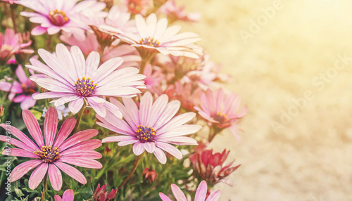 Floral backdrop with pink flowers photo