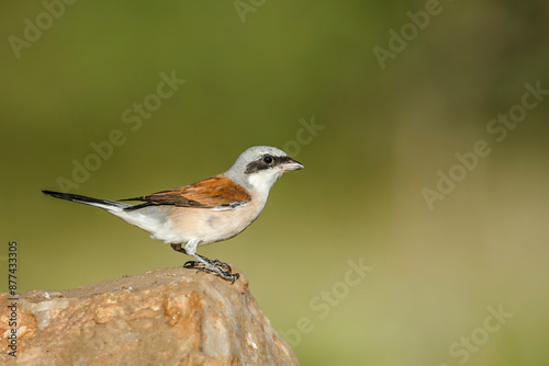 Red-backed Shrike male standing on a rock isolated in natural background in Kruger National park, South Africa ; Specie Lanius collurio family of Laniidae