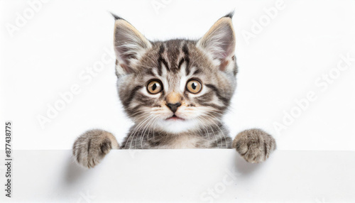 Funny gray tabby kitten showing placard with space for text. Lovely fluffy funny cat holding signboard on isolated background. Top of head of cat with paws up, peeking over a blank white banner.