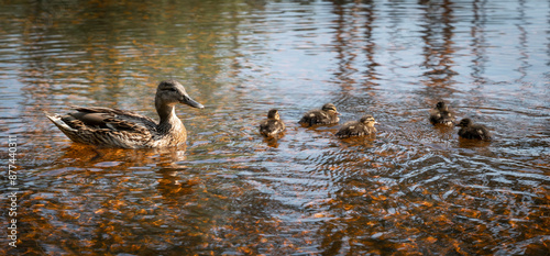 A caring duck took the newly hatched ducklings out for a swim in a shallow pond