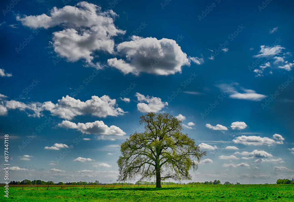 Obraz premium Baum auf einer Sommerwiese mit Wolkenhimmel 