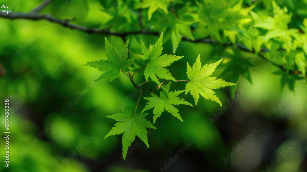 Japanese maple s young leaves known as Iroha momiji in Japan Japanese maple s young leaves known as Iroha momiji in Japan