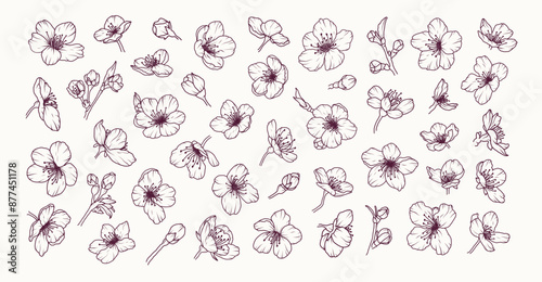 Set of sakura flower line art. Cherry blossom japanese hand drawn black floral sketch. Spring botanical petal, leaves. Bloom asian plant vector illustration in outline style