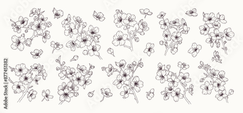 Set of sakura flower branch hand drawn black floral sketch. Cherry blossom japanese twigs line art. Spring botanical petal, leaves. Bloom asian plant vector illustration in outline style