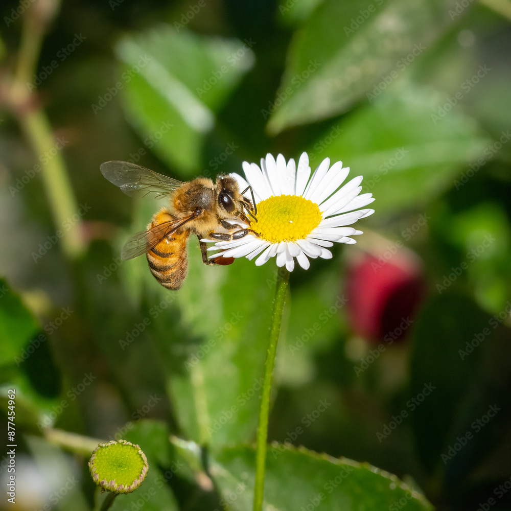 A Honey Bee Feeding on a Chamomile Flower A Honey Bee Feeding on a Chamomile Flower
