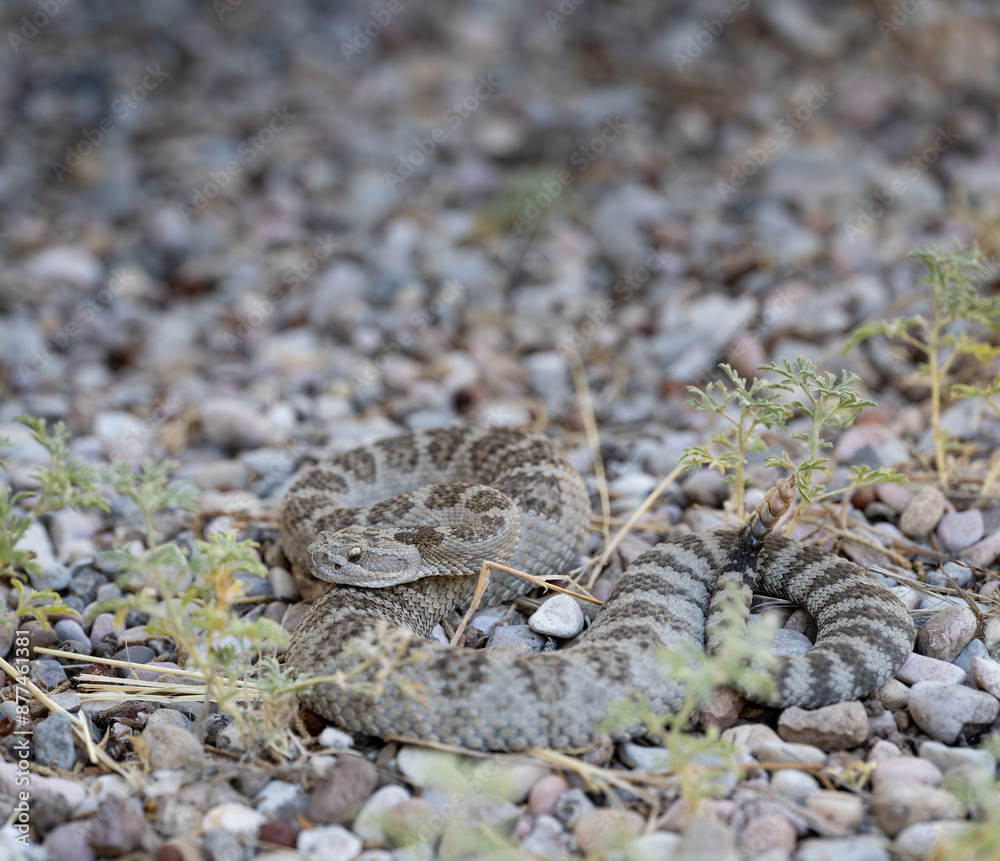 Fototapeta premium Great Basin Rattlesnake (Crotalus oreganus lutosus)