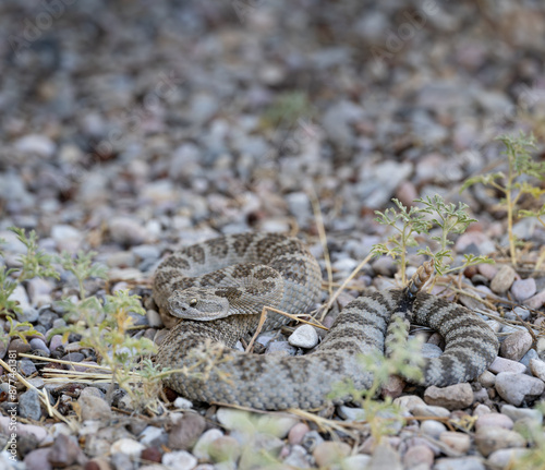 Great Basin Rattlesnake (Crotalus oreganus lutosus) photo