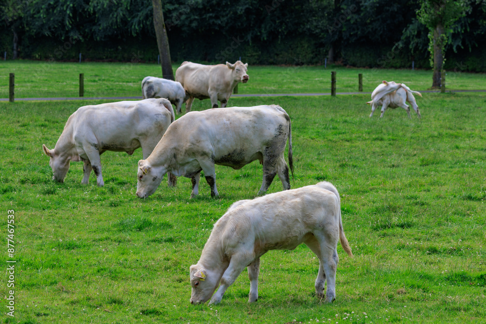 Kühe auf einer Weide im Münsterland Kühe auf einer Weide im Münsterland