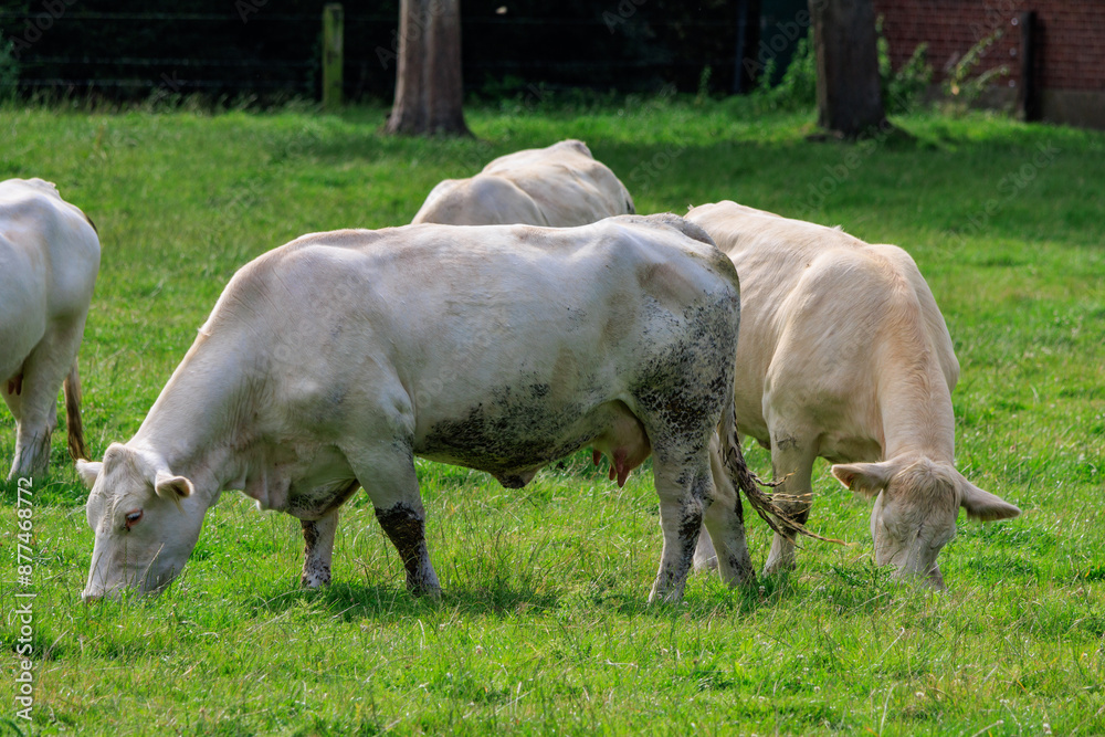 Fototapeta premium Kühe auf einer Weide im Münsterland