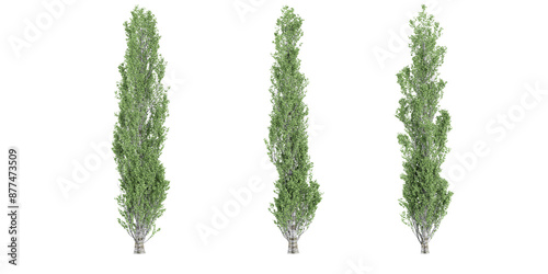 Populus nigra italica Trees isolated on white background, tropical trees isolated used for design, advertising and architecture