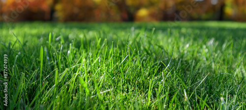 Autumn season, lawn mowing in the garden.