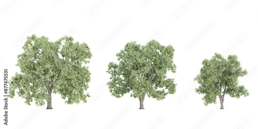 Fototapeta premium set of Tilia trees on transparent background, 3D rendering