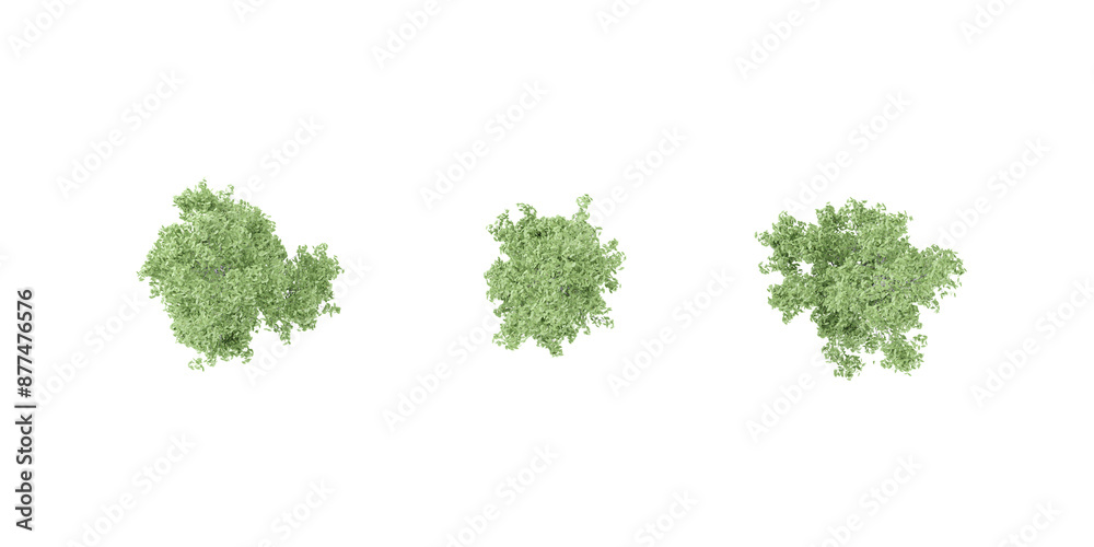 Top view of Populus nigra italica Trees isolated on white background, tropical trees isolated used for design, advertising and architecture Top view of Populus nigra italica Trees isolated on white background, tropical trees isolated used for design, advertising and architecture