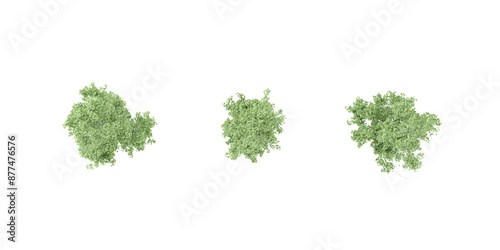 Top view of Populus nigra italica Trees isolated on white background, tropical trees isolated used for design, advertising and architecture