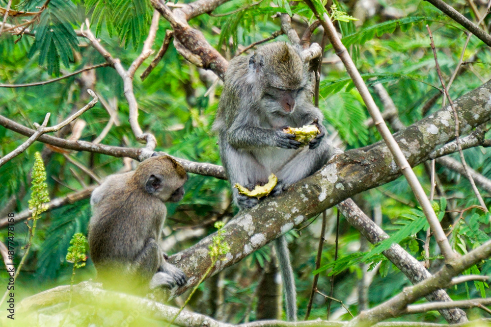 Obraz premium Macaca fascicularis (Monyet kra, kera ekor panjang, monyet ekor panjang, long-tailed macaque, monyet pemakan kepiting, crab-eating monkey) on the tree.