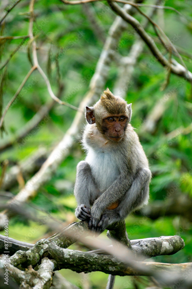 Macaca fascicularis (Monyet kra, kera ekor panjang, monyet ekor panjang, long-tailed macaque, monyet pemakan kepiting, crab-eating monkey) on the tree. Macaca fascicularis (Monyet kra, kera ekor panjang, monyet ekor panjang, long-tailed macaque, monyet pemakan kepiting, crab-eating monkey) on the tree.