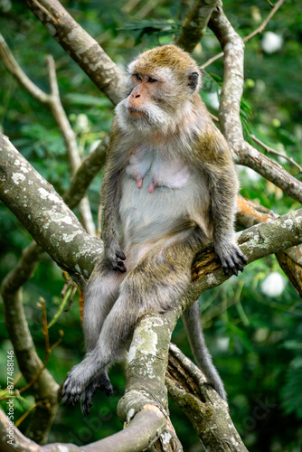 Macaca fascicularis (Monyet kra, kera ekor panjang, monyet ekor panjang, long-tailed macaque, monyet pemakan kepiting, crab-eating monkey) on the tree.