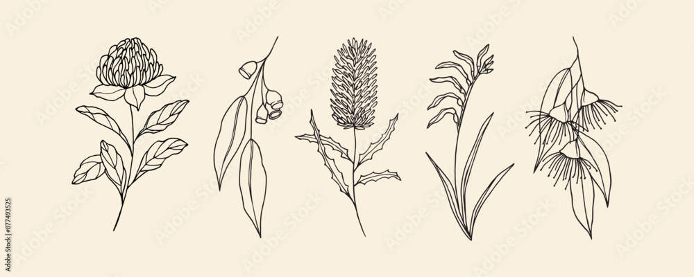 Fototapeta premium Hand drawn Australian native flowers and plants