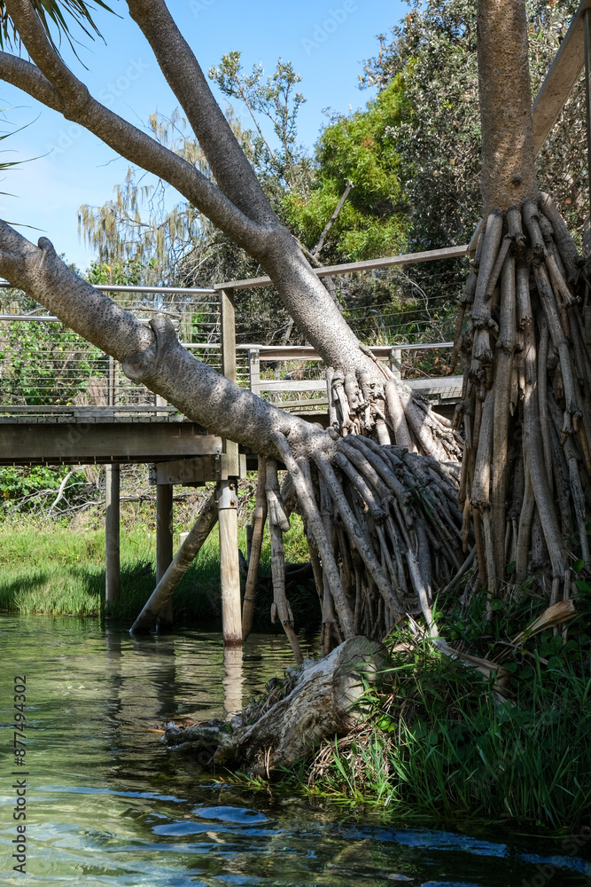 Stream through the forest with a walk way