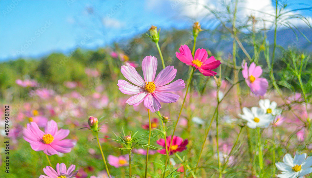 pink cosmos flowers pink cosmos flowers