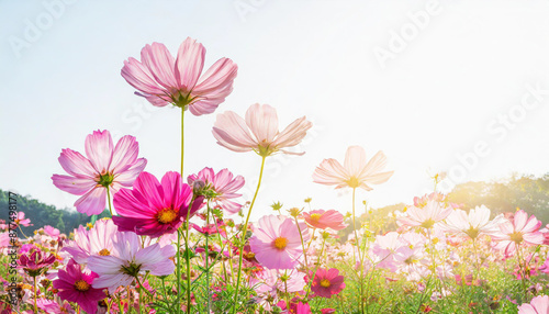 pink cosmos flowers