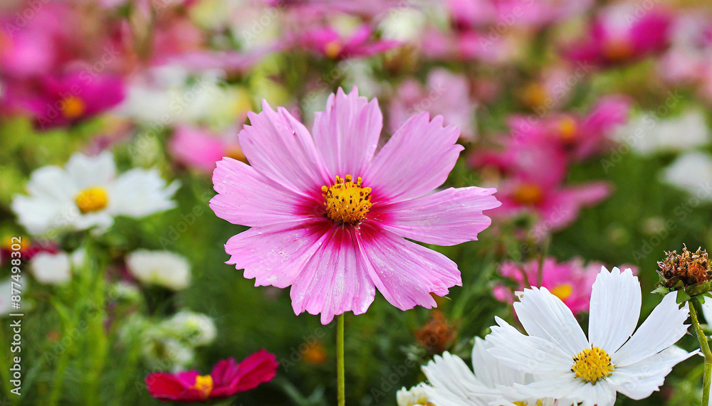 Flower among other flowers in a decorative display Flower among other flowers in a decorative display