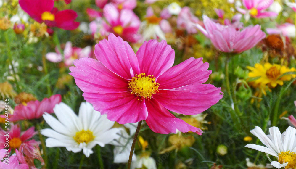Flower among other flowers in a decorative display Flower among other flowers in a decorative display