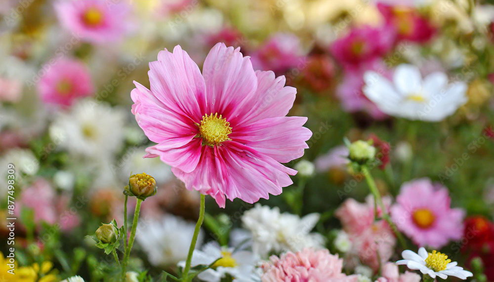 Flower among other flowers in a decorative display Flower among other flowers in a decorative display