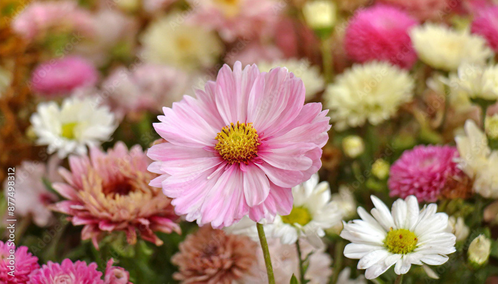 Flower among other flowers in a decorative display Flower among other flowers in a decorative display