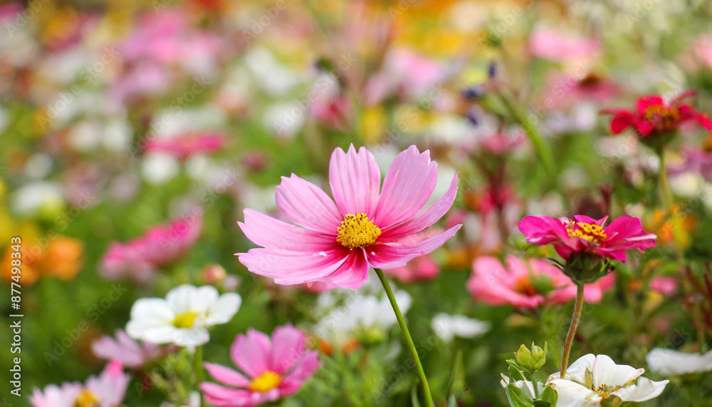 Flower among other flowers in a decorative display Flower among other flowers in a decorative display