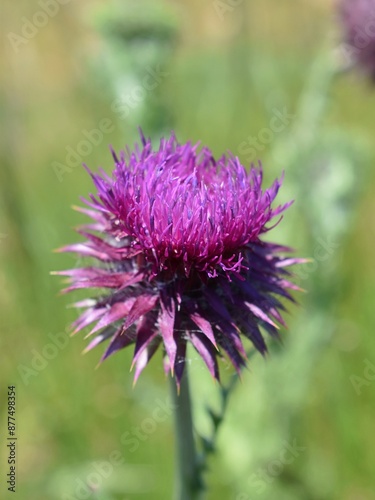 Capitule rose vif de Chardon penché, Musk thistle (Carduus nutans)