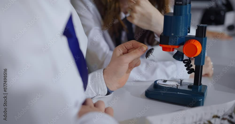 School Students Putting Beetle In Microscope In Biology Class, Closeup View Of Children Hands School Students Putting Beetle In Microscope In Biology Class, Closeup View Of Children Hands