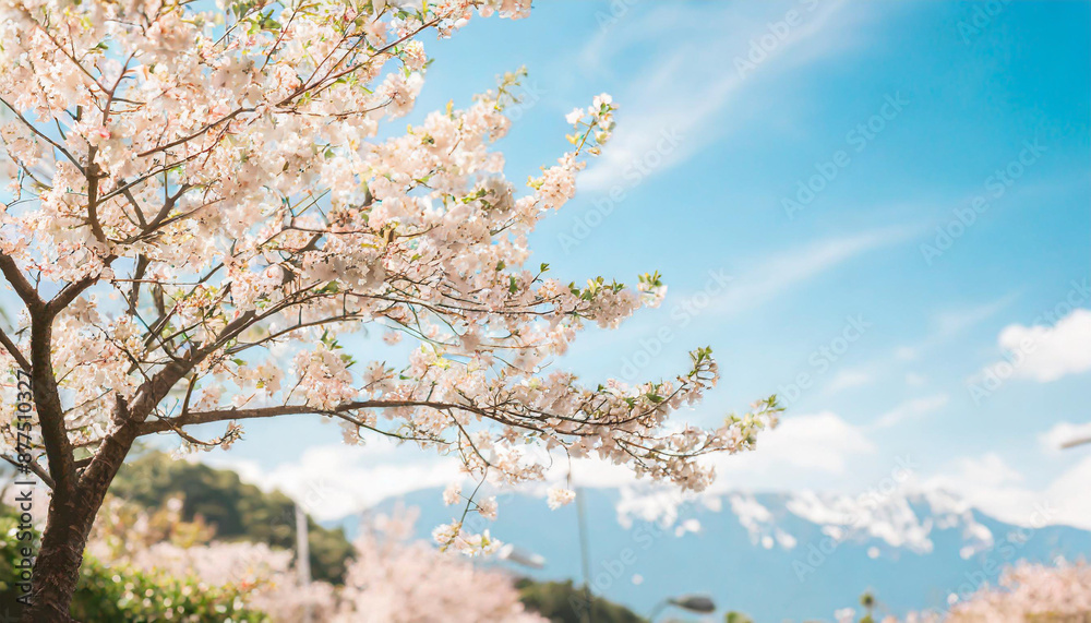 Spring banner, branches of blossoming cherry against background of blue sky and butterflies on nature outdoors. Pink sakura flowers, dreamy romantic image spring, landscape panorama, copy space. Spring banner, branches of blossoming cherry against background of blue sky and butterflies on nature outdoors. Pink sakura flowers, dreamy romantic image spring, landscape panorama, copy space.