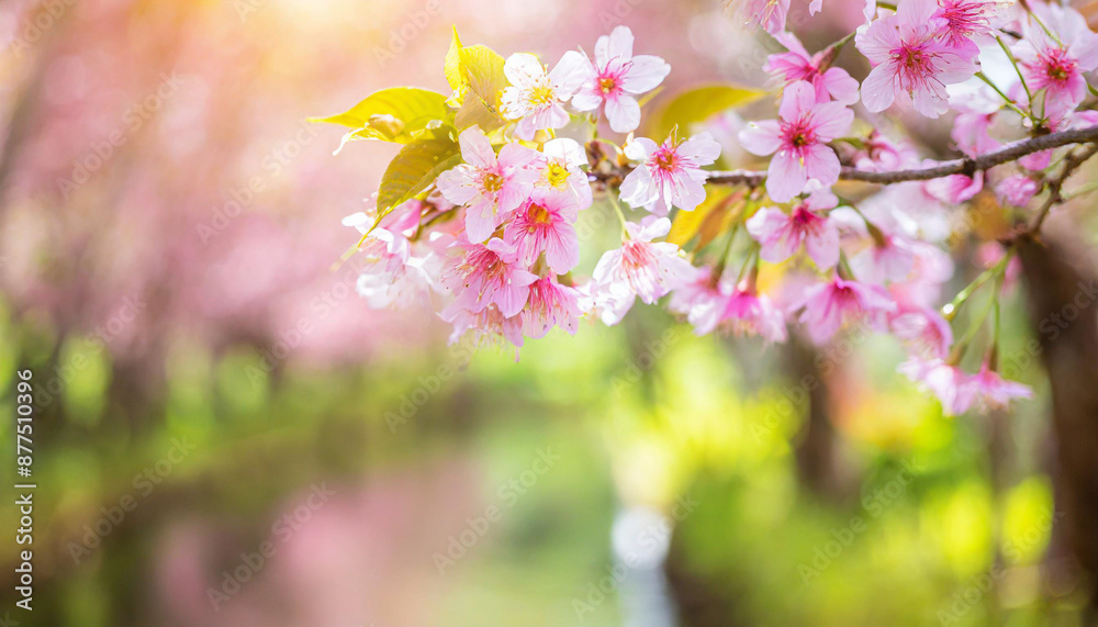Spring banner, branches of blossoming cherry against background of blue sky and butterflies on nature outdoors. Pink sakura flowers, dreamy romantic image spring, landscape panorama, copy space. Spring banner, branches of blossoming cherry against background of blue sky and butterflies on nature outdoors. Pink sakura flowers, dreamy romantic image spring, landscape panorama, copy space.