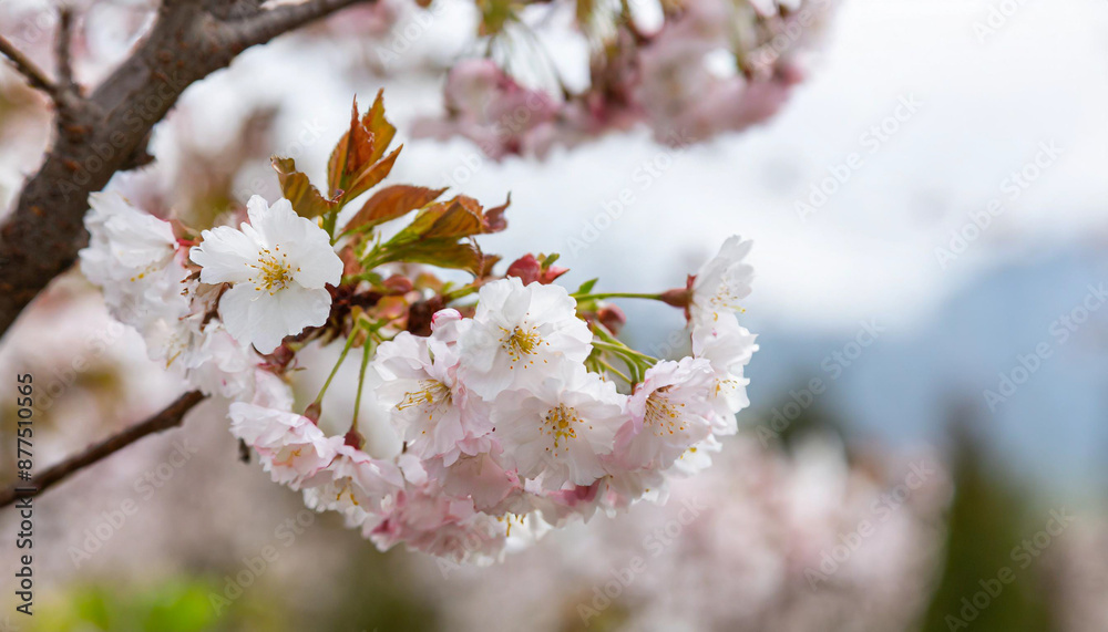 Spring banner, branches of blossoming cherry against background of blue sky and butterflies on nature outdoors. Pink sakura flowers, dreamy romantic image spring, landscape panorama, copy space. Spring banner, branches of blossoming cherry against background of blue sky and butterflies on nature outdoors. Pink sakura flowers, dreamy romantic image spring, landscape panorama, copy space.