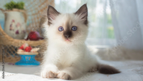 A Felidaes head with whiskers and fur is seen up close as a small to mediumsized cat lies on the floor, gazing directly at the camera photo