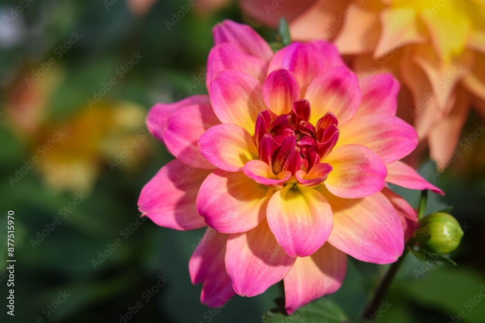 pink and yellow flower