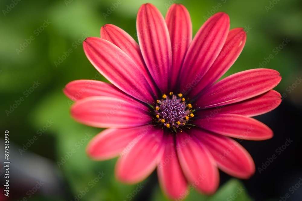 pink gerber daisy pink gerber daisy