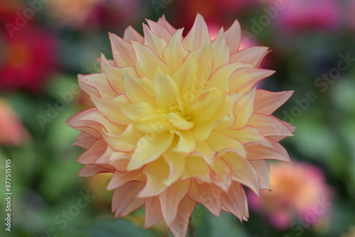 red dahlia flower
