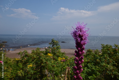 flowers on the beach