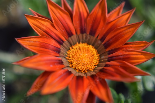 orange flower in the garden